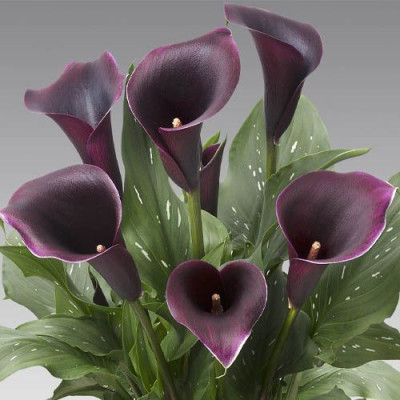 Cale Russo Rosii: Bulbi Cala, Zantedeschia Gradina si Ghiveci.