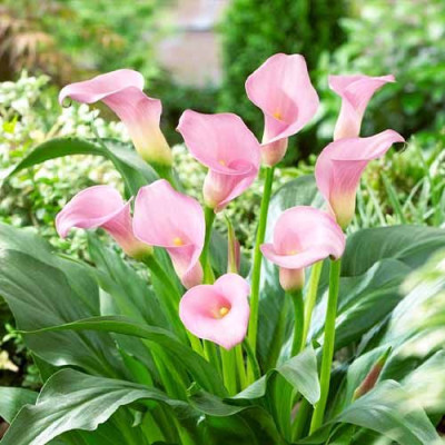 Bulbi Cala Captain Melrose: Zantedeschia Gradina si Ghiveci.