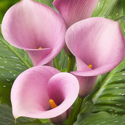 Bulbi Cala Captain Violeta: Zantedeschia Gradina si Ghiveci.