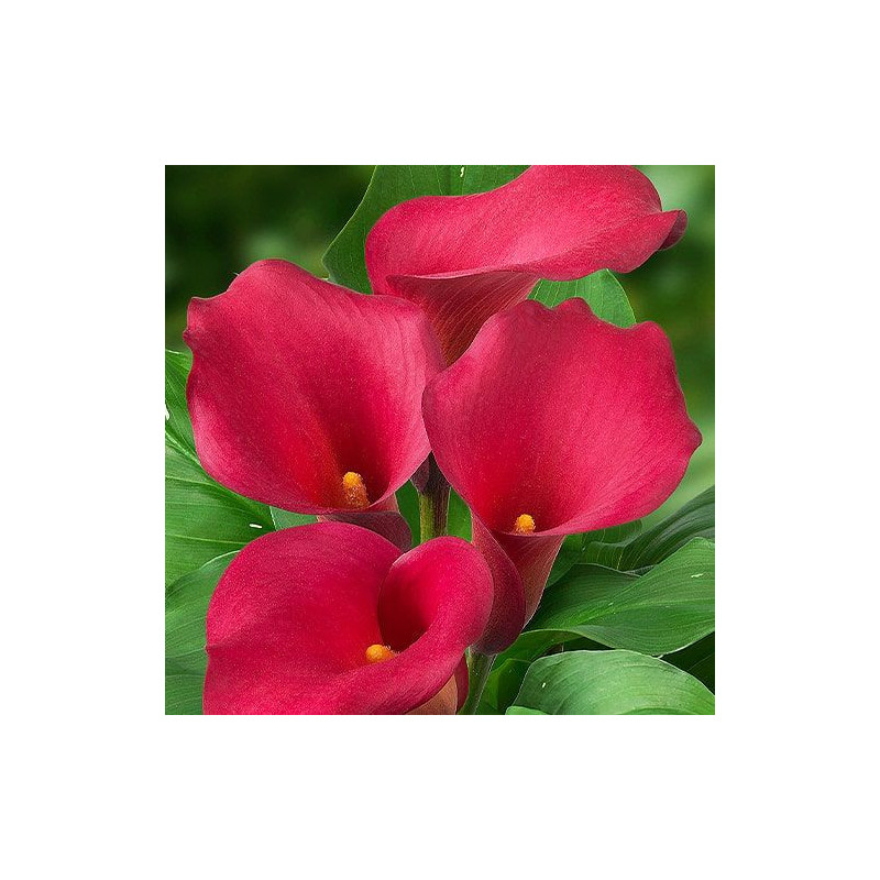 Bulbi de Cale Hollywood: Zantedeschia Gradina si Ghiveci.