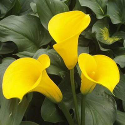 Bulbi de Cale Gold: Zantedeschia Gradina si Ghiveci.