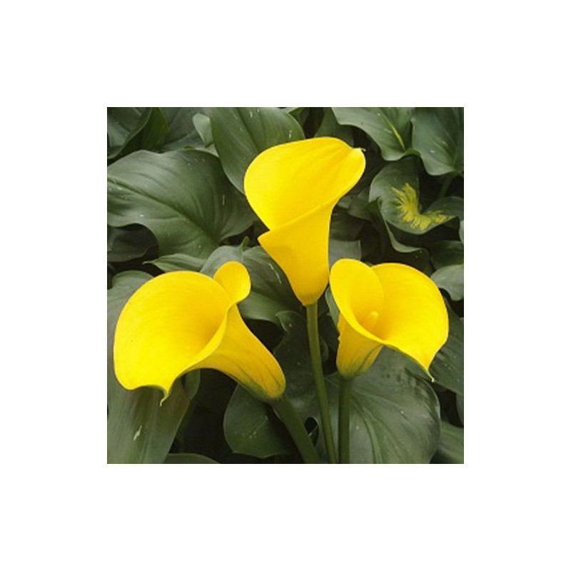 Bulbi de Cale Gold: Zantedeschia Gradina si Ghiveci.