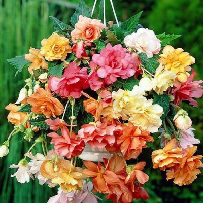 Bulbi Begonia Curgătoare Cascade Collection (6 buc) - Mix Culori