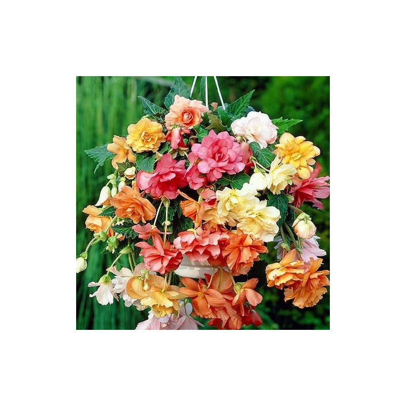 Bulbi Begonia Curgătoare Cascade Collection (6 buc) - Mix Culori