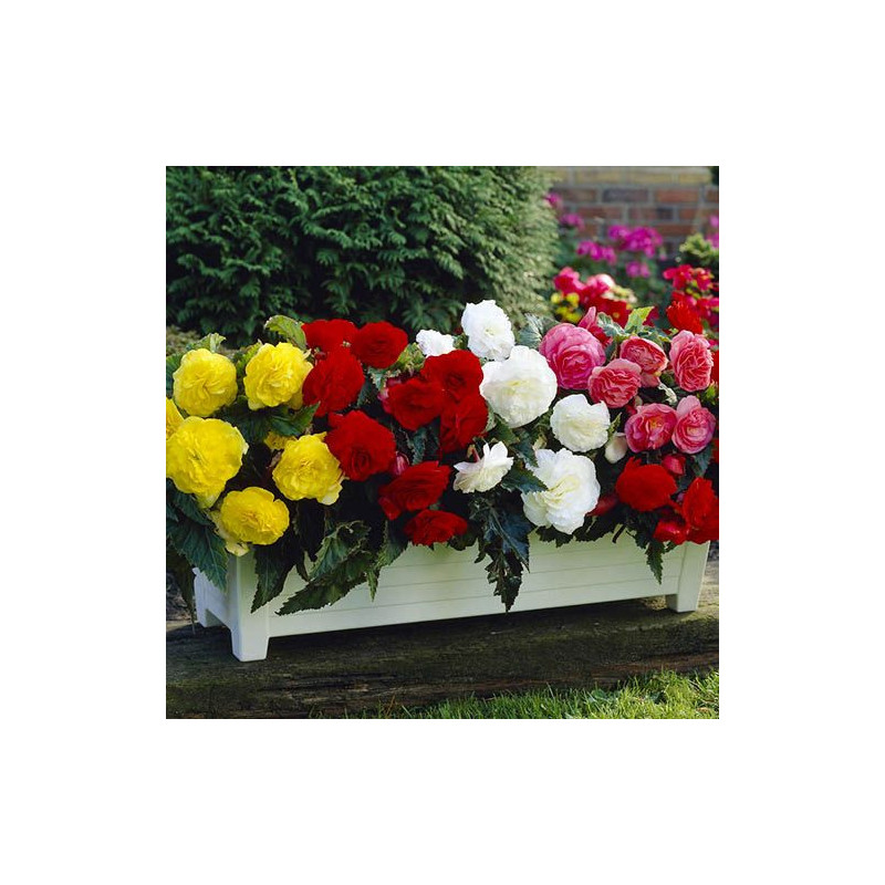 Pachet 4 Ghivece Begonia Curgătoare Double Grandiflora