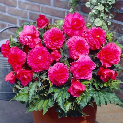 Begonia Curgătoare Roz Fimbrilata - 2 Bulbi/Pachet