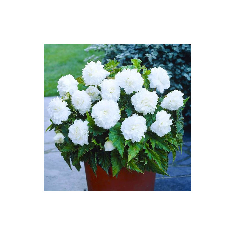Begonia Curgătoare Albă Fimbrilata - 2 Bulbi/Pachet