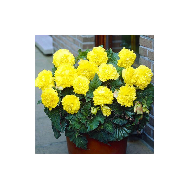 Begonia Fimbriata Curgătoare Yellow la Ghiveci.