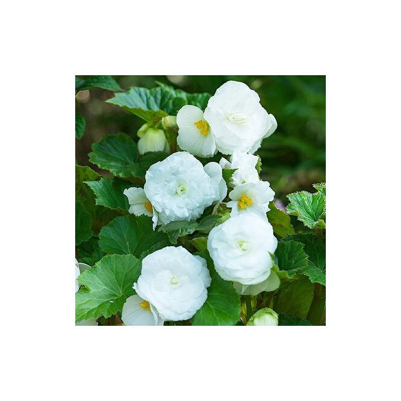 Begonia Maxima "Non-Stop White" - Înflorire Continuă.