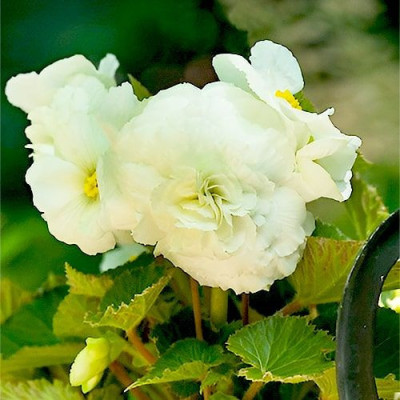 Begonia Maxima "Non-Stop White" - Înflorire Continuă.