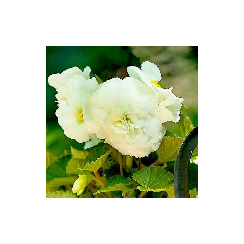 Begonia Maxima "Non-Stop White" - Înflorire Continuă.