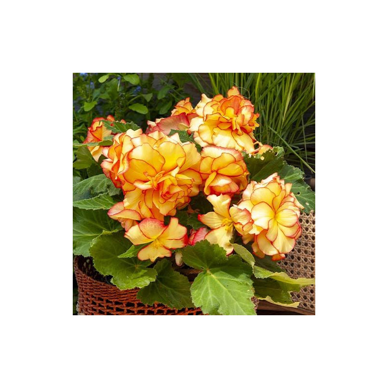 Bulbi Begonia Curgătoare "Picotee" (2 buc) - Flori Bicolore