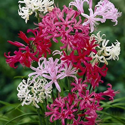 Pachet Nerine Mix Color - Bulbi de Flori: Gradina in Toamna.