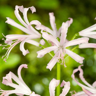 Nerine Albivetta: Bulbi de Flori de Toamna.