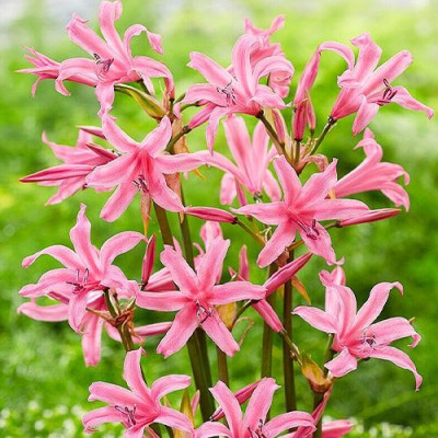 Bulbi Nerine Bowdenii Pink - Flori de Toamna in Gradina.