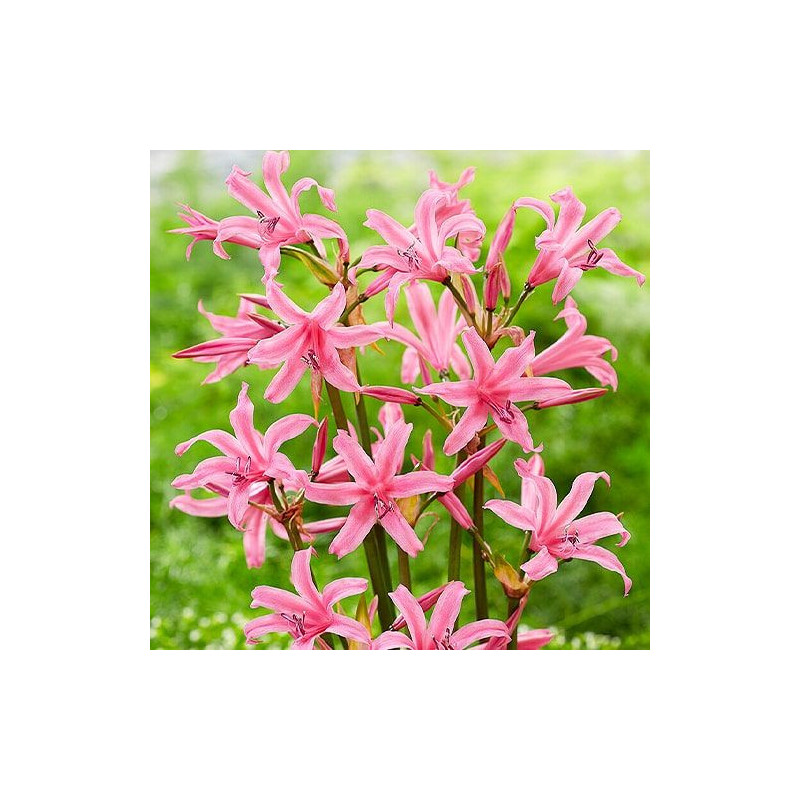 Bulbi Nerine Bowdenii Pink - Flori de Toamna in Gradina.