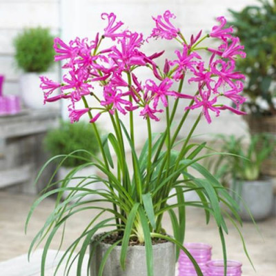 Bulbi Nerine Isabella Roz: Flori de Toamna in Gradina.