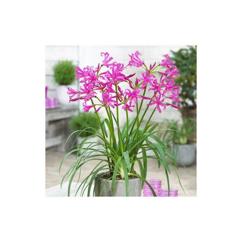 Bulbi Nerine Isabella Roz: Flori de Toamna in Gradina.