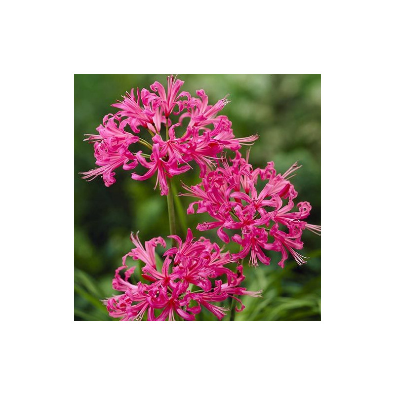 Nerine Roz Sarniensis: Bulbi si Flori de Toamna in Gradina.
