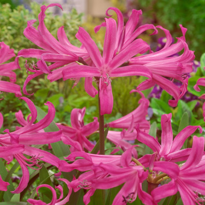 Nerine Bella Anastasia: Bulbi si Flori de Toamna in Gradina.