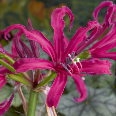 Bulbi Nerine Bowdenii Isabel: Flori de Toamna in Gradina Ta!
