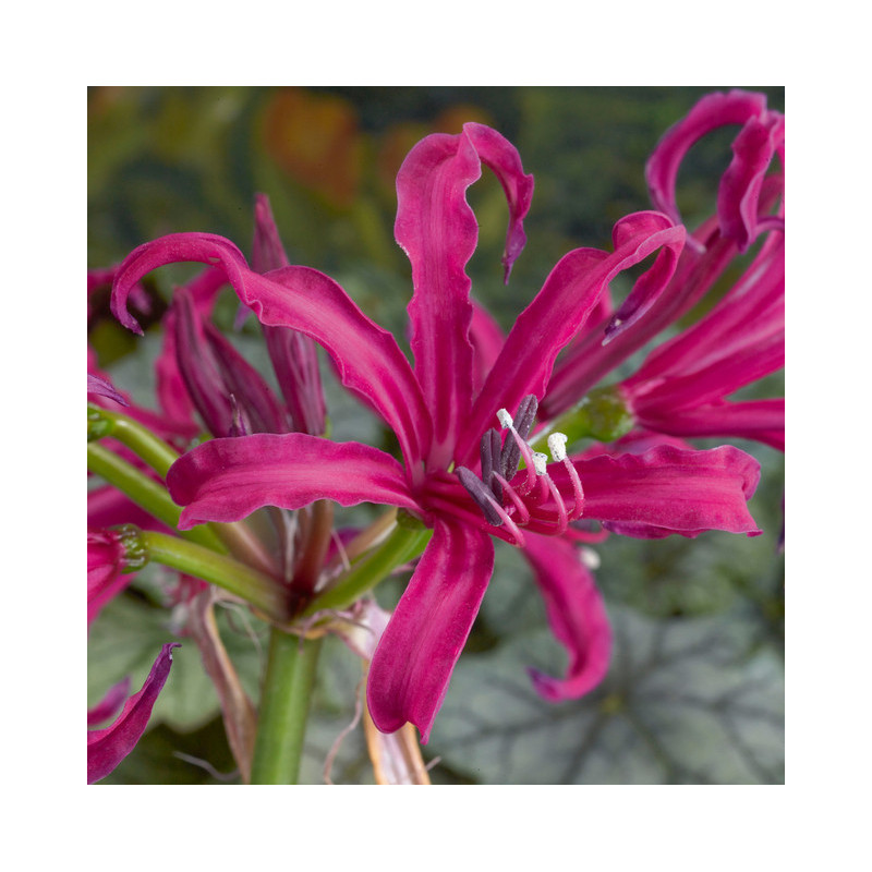 Bulbi Nerine Bowdenii Isabel: Flori de Toamna in Gradina Ta!