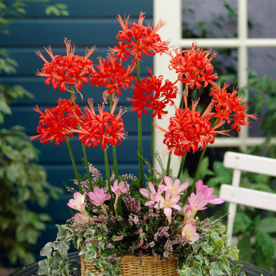 Nerine Corusca Major: Bulbi si Flori de Toamna in Gradina.