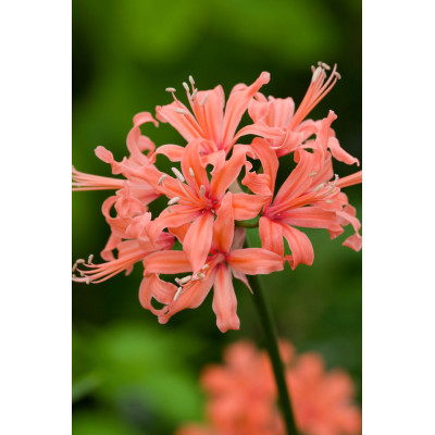 Nerine Salmon: Bulbi si Flori de Toamna in Gradina.