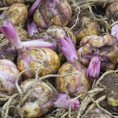 Crini Imperiali Parfumati Corvara - 1 Bulb/Pachet - Bulbshop