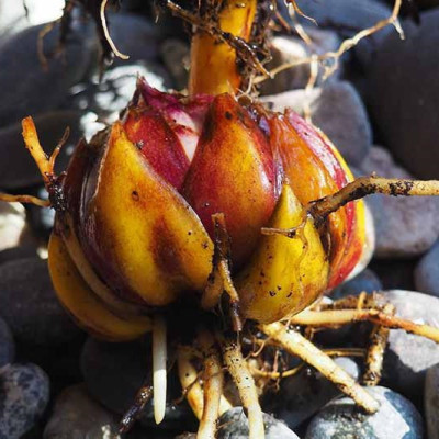 Crin Imperial Parfumat "America" (Editie Limitata) - Bulbshop
