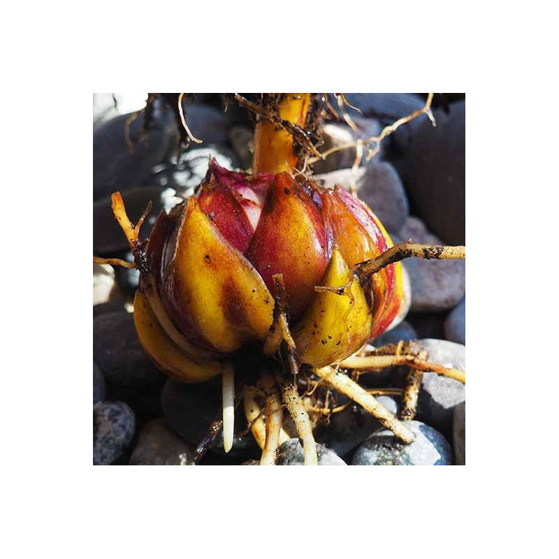 Crin Imperial Parfumat "America" (Editie Limitata) - Bulbshop
