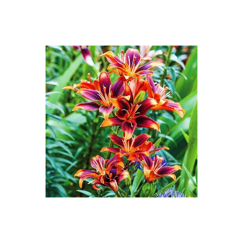 Bulbi de Crini Asiatici Forever Susan: Parfum Îmbătător