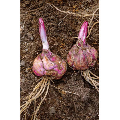 Crini Imperiali Lotus Pink | Delicatețe  Orientala | Bulbshop.ro