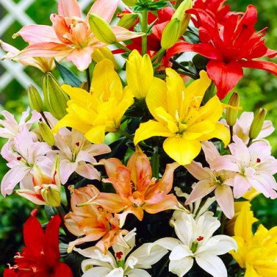 Pachet Special 50 Bulbi de Crini PROMOTIE Profita Acum!
