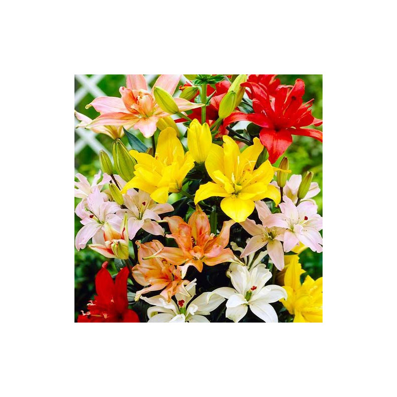 Pachet Special 50 Bulbi de Crini PROMOTIE Profita Acum!