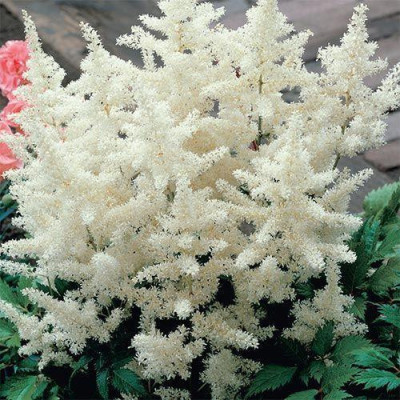 Astilbe Alb la Ghiveci 3L - Eleganță și Puritate în Grădina Ta!