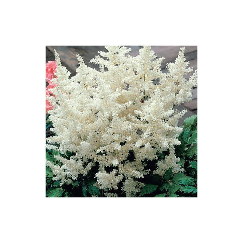 Astilbe Alb la Ghiveci 3L - Eleganță și Puritate în Grădina Ta!
