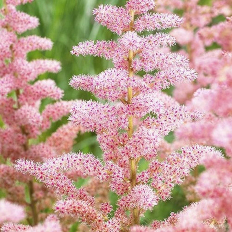 Astilbe Glitter and Glamour la Ghiveci 3L Roz Sclipicios.