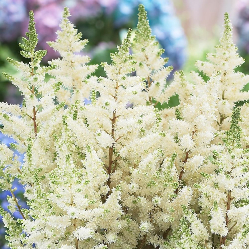 Astilbe Happy Day Plantat la Ghiveci de 3L.