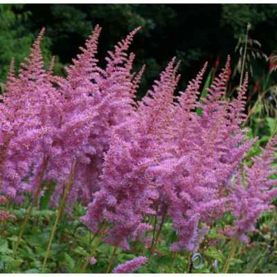 Astilbe Heart and Soul la Ghiveci 3L - Romantism în Roz și Alb!