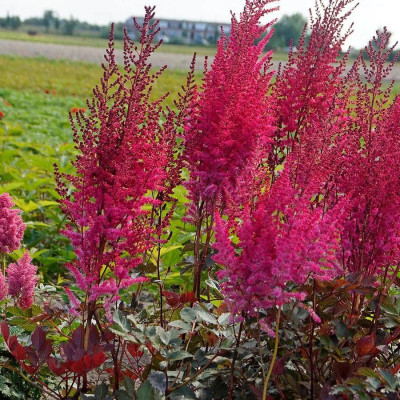 Astilbe Mighty Chocolate Cherry la Ghiveci 3L.