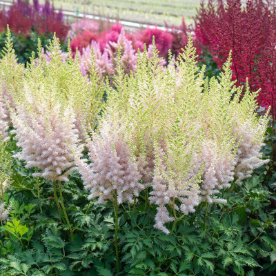 Astilbe Milk and Honey la Ghiveci 3L: Eleganță Crem-Roz.