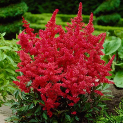 Astilbe Roșu la Ghiveci 3L: Pasiune Rosie in Gradina.