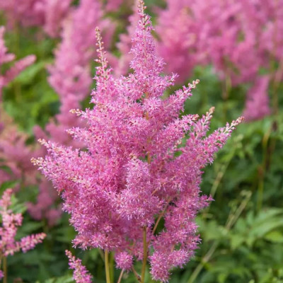 Astilbe Roz la Ghiveci 3L - Delicatețe și Farmec în Grădina Ta!