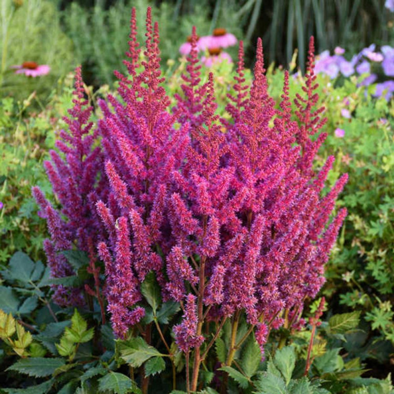 Astilbe Vision la Ghiveci 3L - Explozie de Culoare în Grădina Ta!