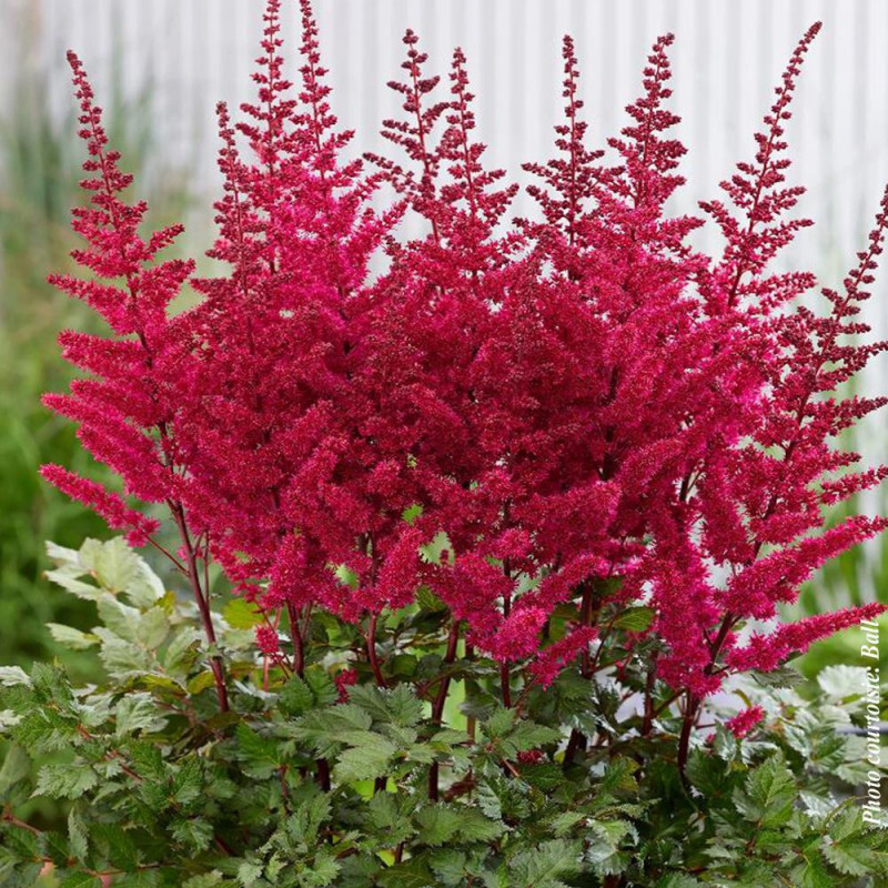 Astilbe Vision Vulcano la Ghiveci 3L - Erupție de Culoare.
