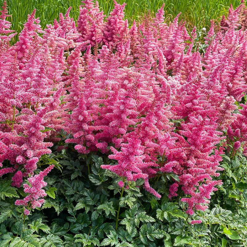 Astilbe Younique Carmine Plantat la Ghiveci 3L.