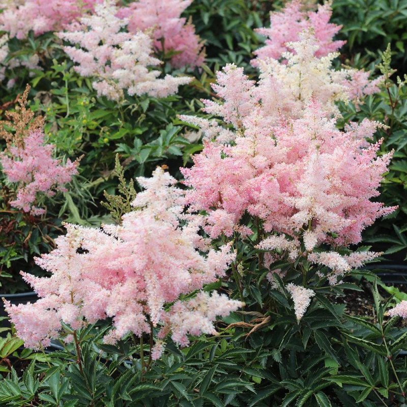 Astilbe Younique Silver Pink la Ghiveci 3L.