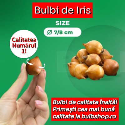 Bulbi Iris Olandez Miss Saigon 10 buc