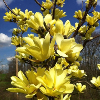 Magnolie Galbena "Yellow River" Ghiveci 10L 120-150cm